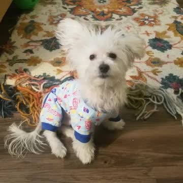 Shugah Beans AKA Southern Pup Ready for Bed