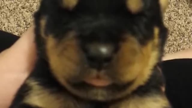 Rottie puppy crying like a human baby