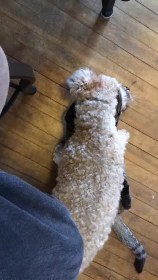 Dog and cat love to play #2.