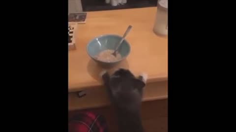 Very Funny animals funny cats and dogs
