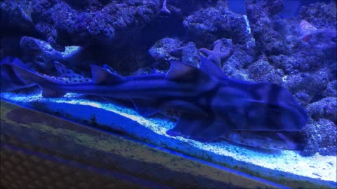 Port Jackson Shark