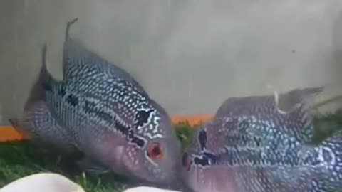 Fish kissing 💋