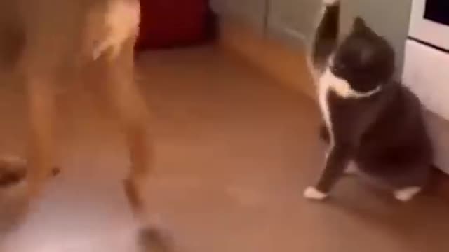 AWW SO FUNNY😂😂 Dogs And Cats Reaction Video .mp4