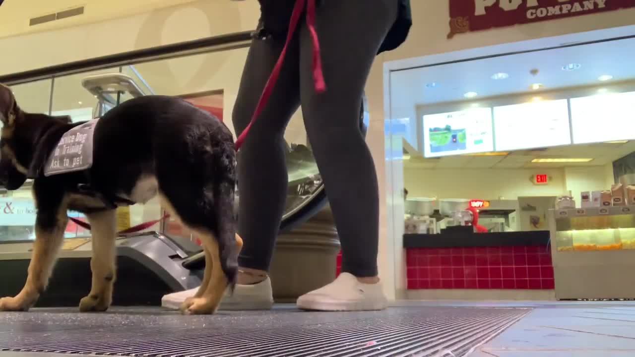 Puppy's First Month of Service Dog Training