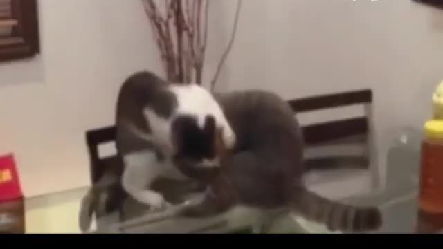 If your cats is John Cena watch this!!!!