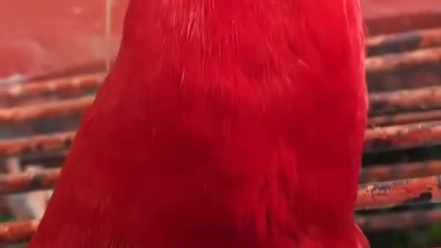 Parrot video funny