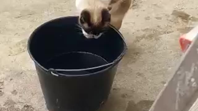 my cat only drank water like that