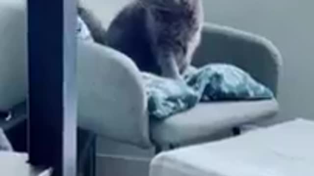 Funny cats and dogs cute funny pets videos