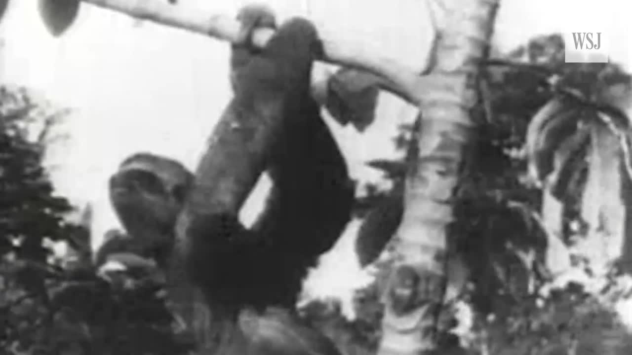 For the Love of Sloths