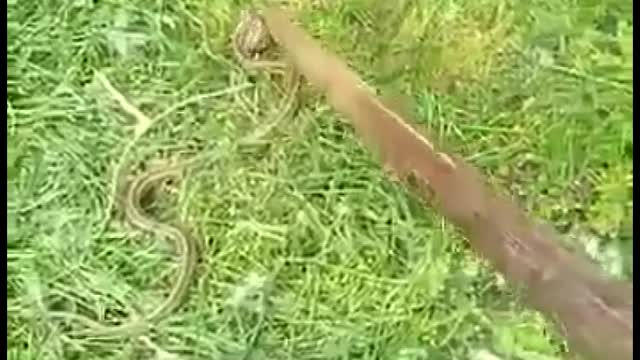 Змея на огороде snake in the garden