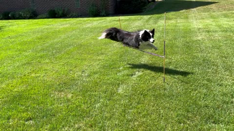 Border Collie Agility Training