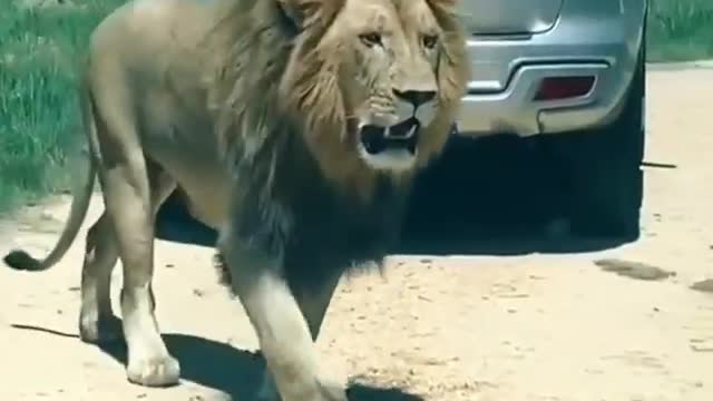 Near lion