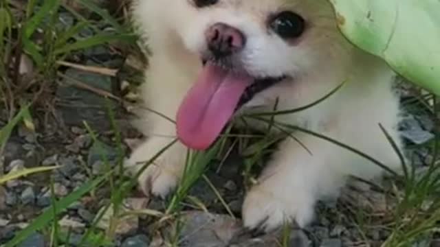 SOO_CUTE_-_CUTE_PUPPY_._#shorts(720p)