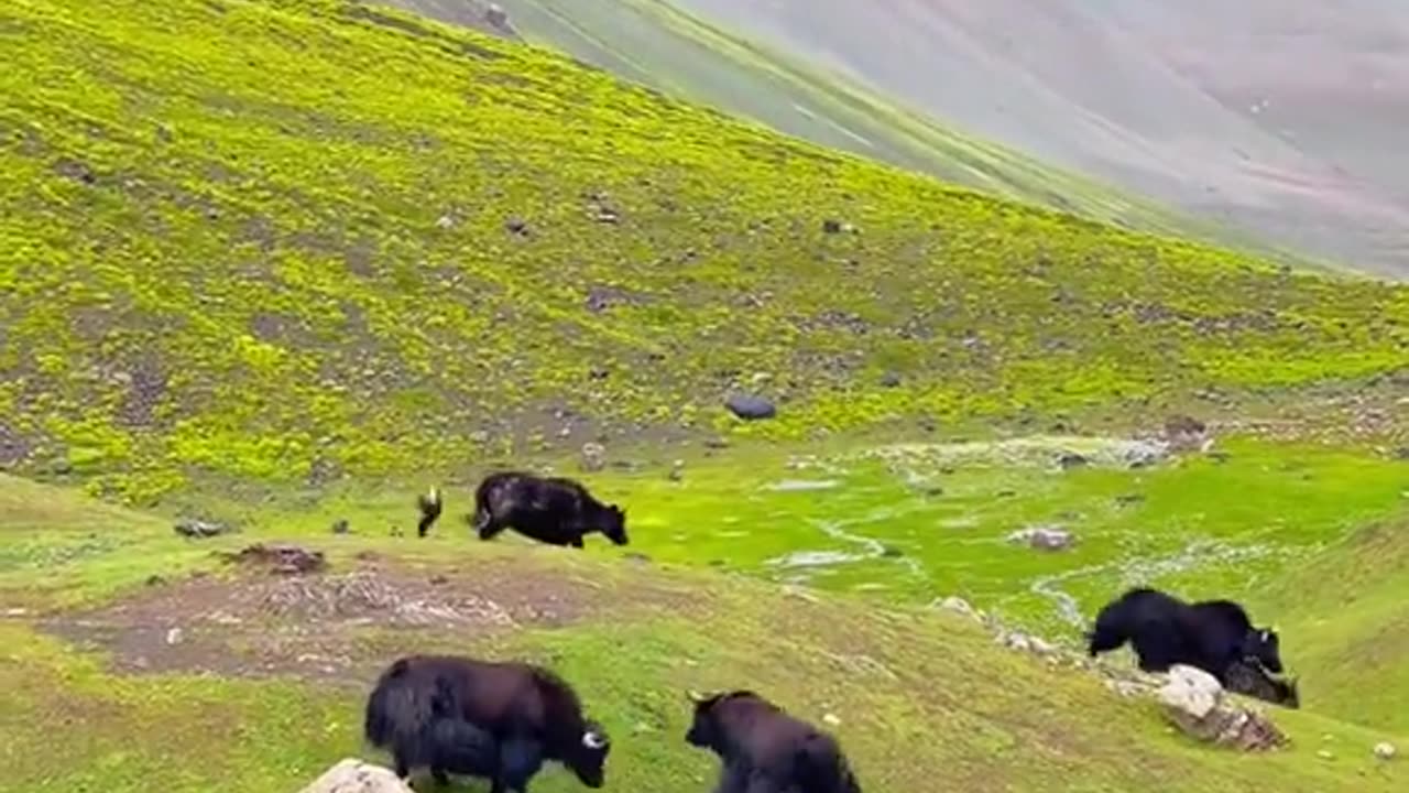 The King of mountain 🏔️ basho valley skardu