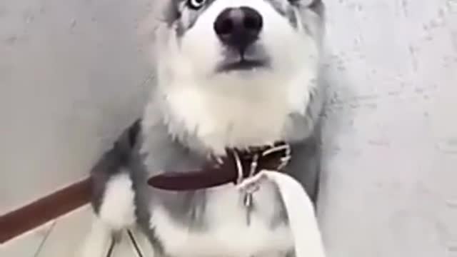 dog is angry Funny Moment