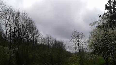 ciekawostki o ptakach