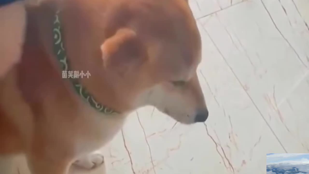 Fanny dogs video 🤪🤣