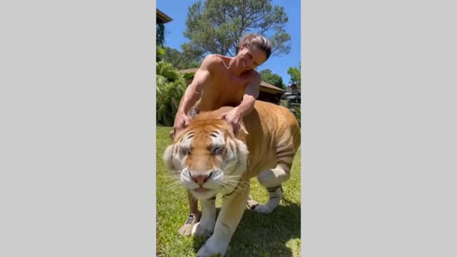 A cute tiger with his friend.