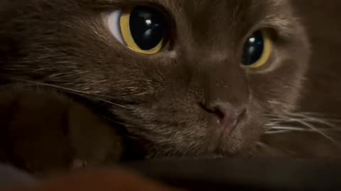 AWWWEE 🥰🐱