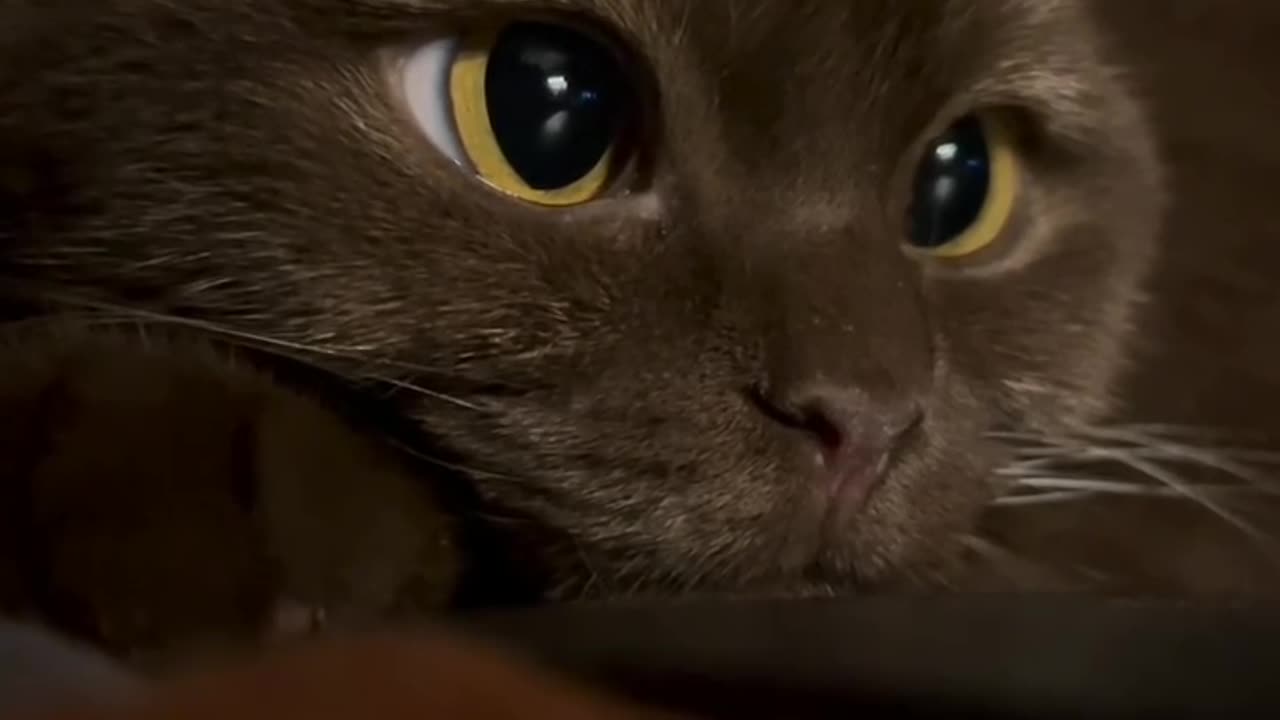 AWWWEE 🥰🐱
