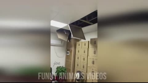 Funny Furry Friends Laugh-a-Pawza Animal Antics!