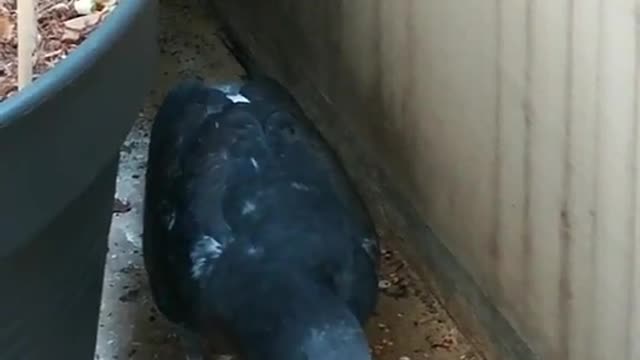 Pigeon that I saved