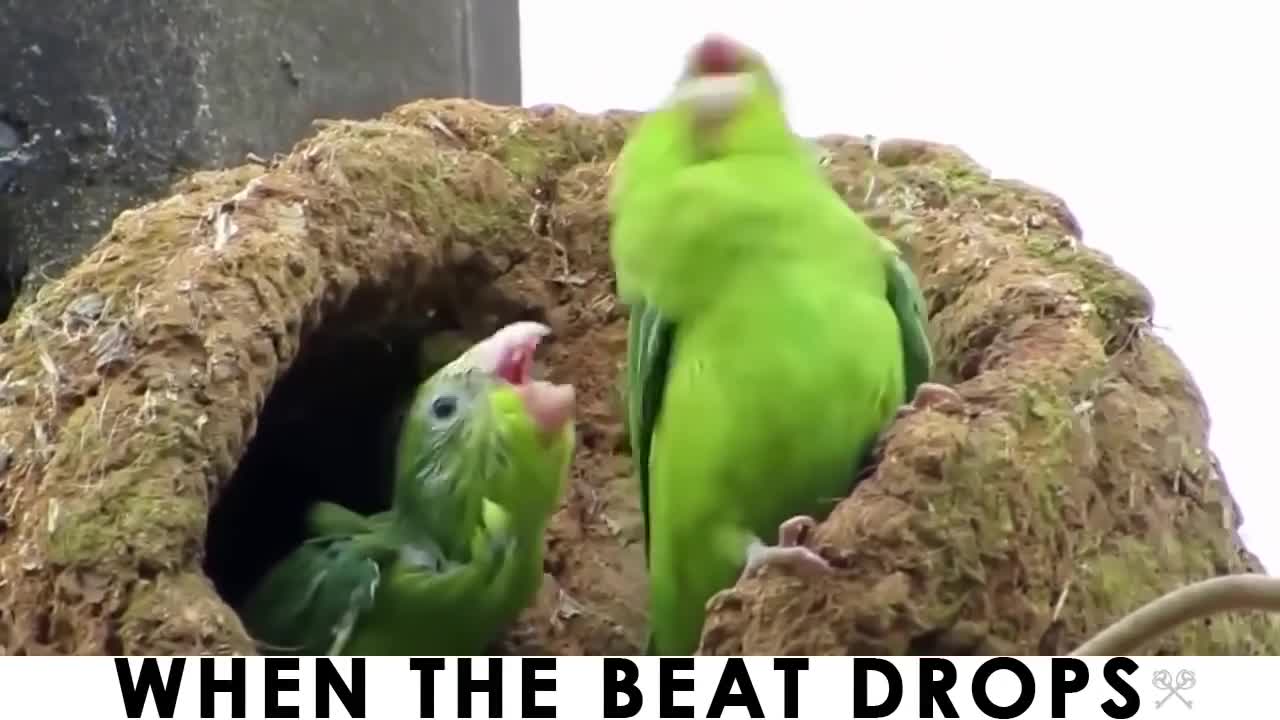 When the Beat Drops (Featured Party Bird)