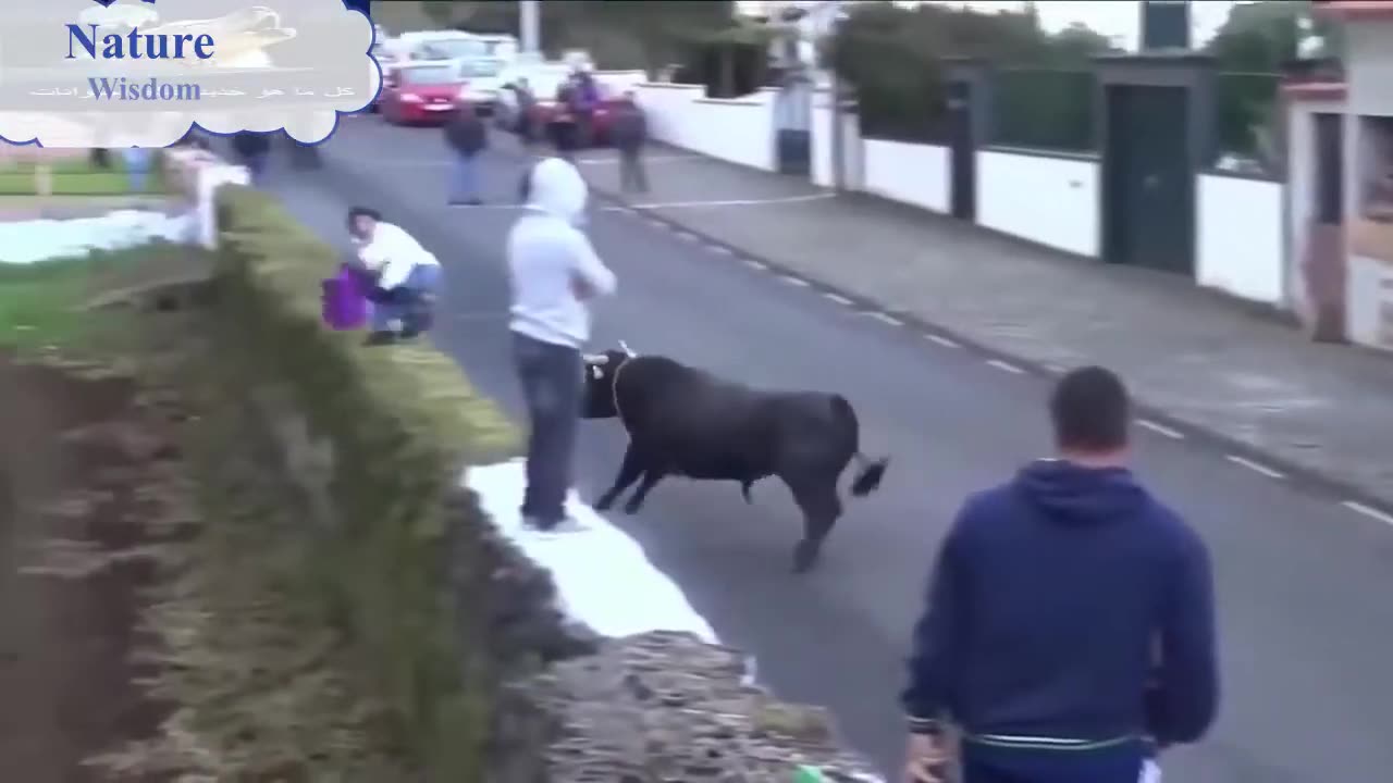 Animal Attacks Video 2021.