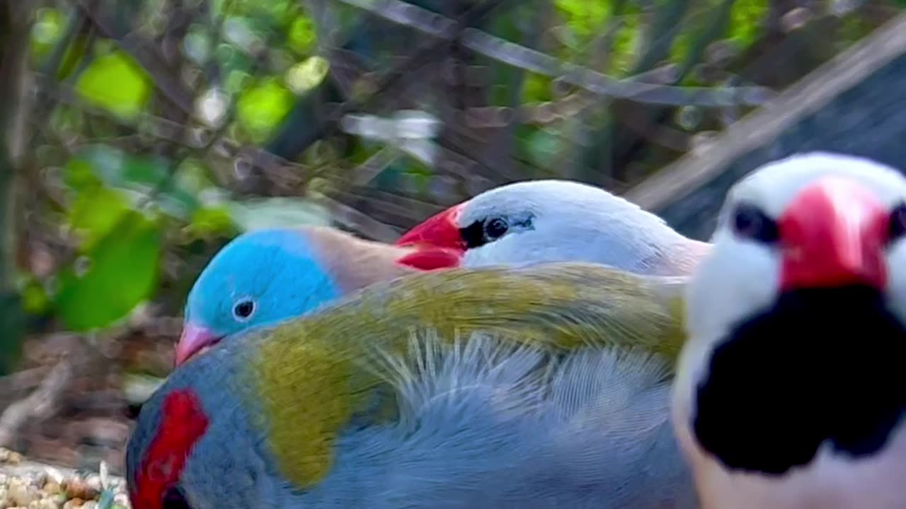 tropical finches in aviary