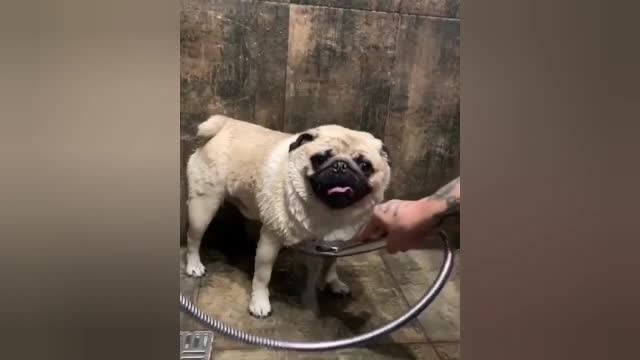 The Cutest #Pug ever love to take a shower 😃