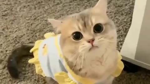 CATS STYLE LOOK AMAZING