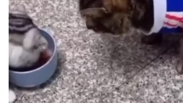 who loves cats watch this video