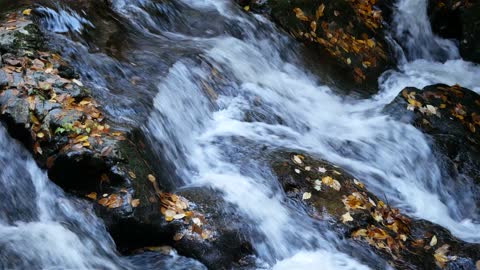 autumn leaves in river water