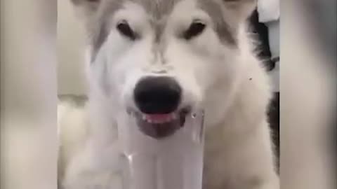 Funny and Cute Husky Puppies Compilation #10 - Cutest Husky