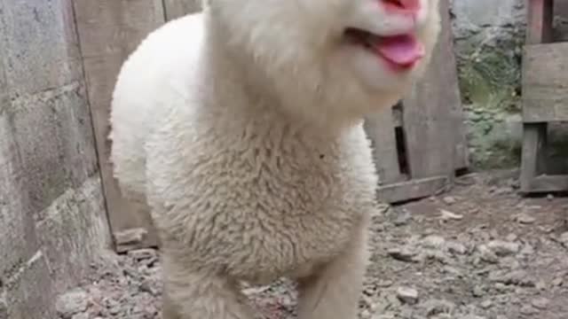 Can sell cute lamb