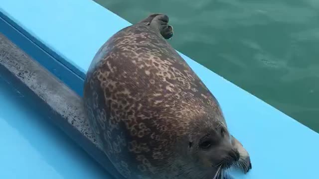 Seal pup adorably performs tricks for treats