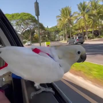Have never seen such an amazing video. That's so wild & love the tank top.