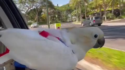 Have never seen such an amazing video. That's so wild & love the tank top.