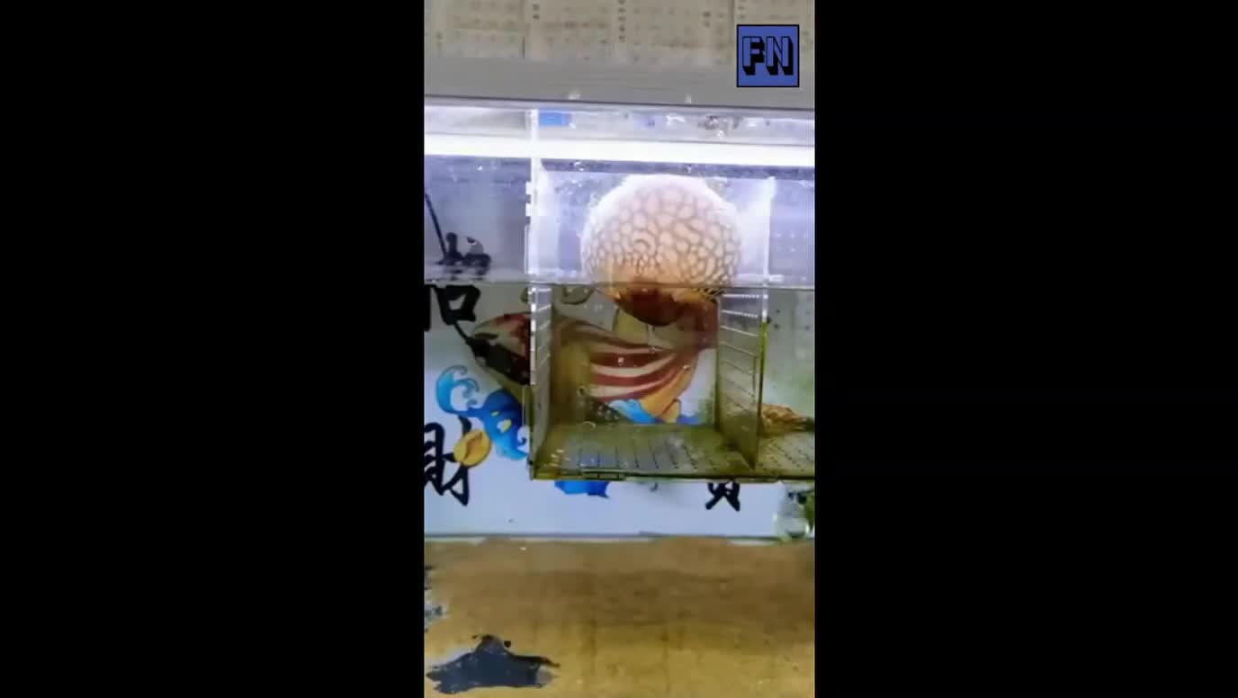 First ever posted viral video Ball fish