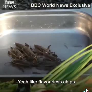 Elite 🤡's eating 🐛s