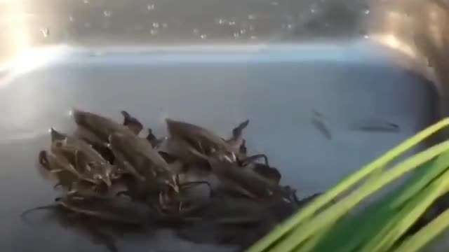 Elite 🤡's eating 🐛s