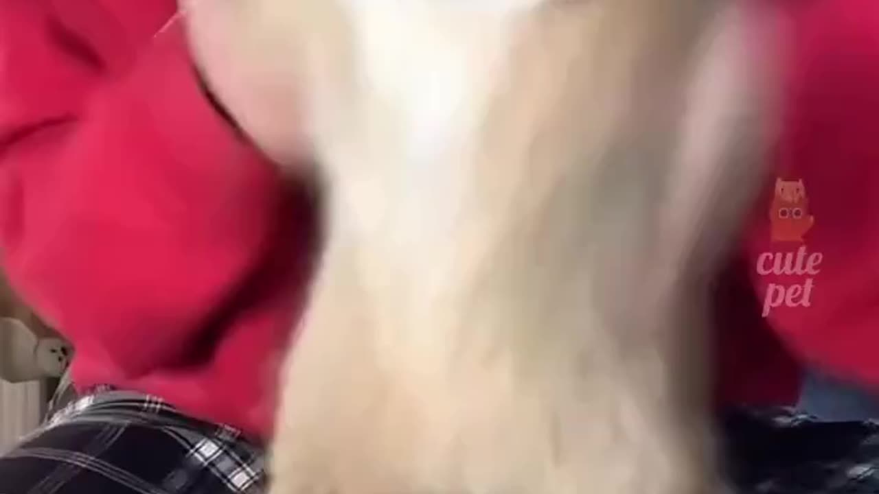 Cat-tastrophy Of Cuteness On Overload