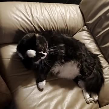 I might have the fattest cat