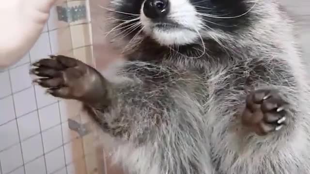 Waschbär Essen