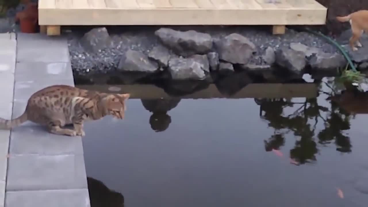 Cats Hate Falling in Water