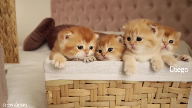 A basket full of Sweetness and Happiness 😻