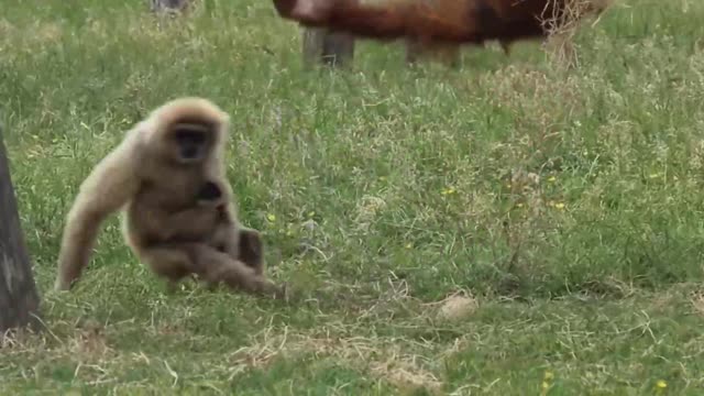 Cute Gibbons Playing & Climbing