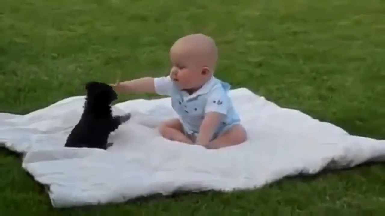 bebe jugando con cachorro