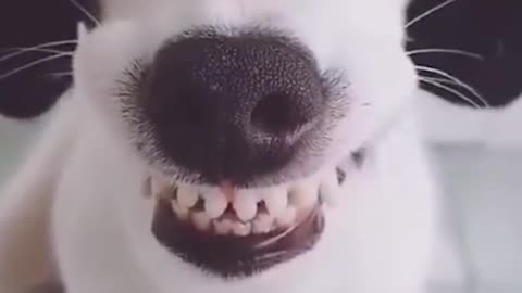 Super Funny Dogs