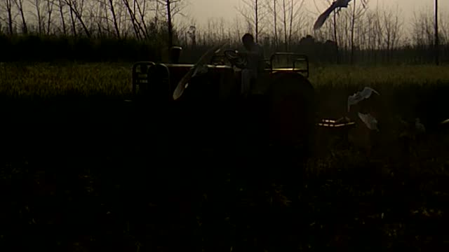 Bagula bird find an easy meal behind tractor ploughing a field.